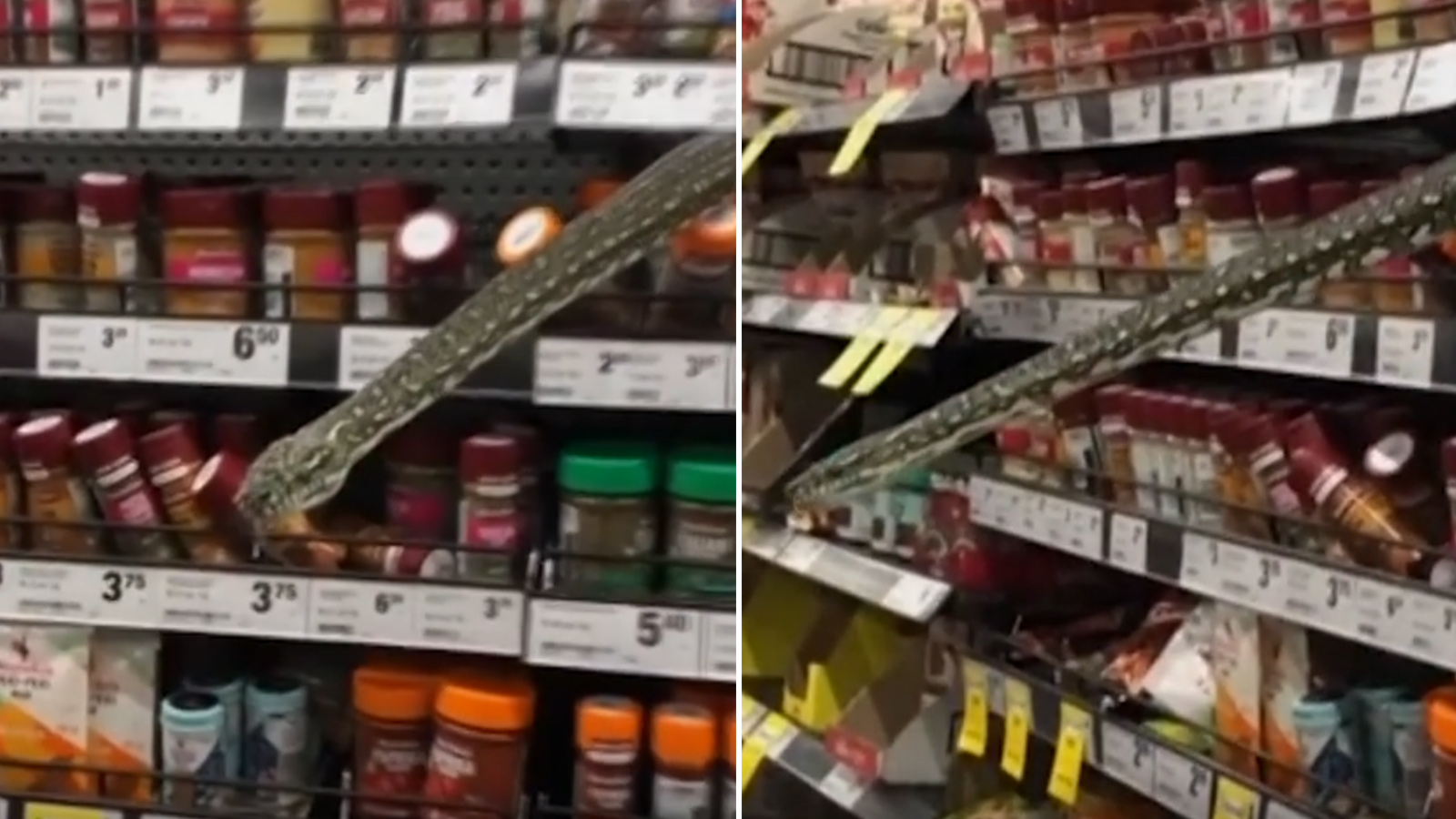 Görenleri şaşkına uğratan görüntü: Markette alışveriş yapan 3 metrelik pitonla karşılaştı!