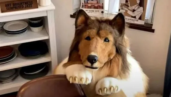 Japonya'da bir adamın unutulmaz dönüşümü: Toco-san, büyük bir servet harcayarak  bir köpeğe dönüştü!