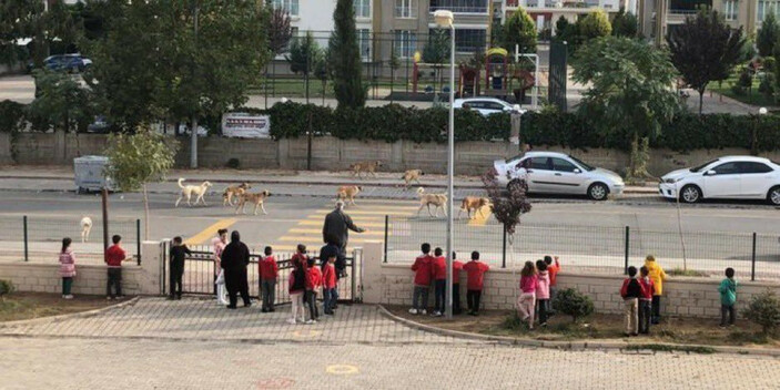 Türkiye'de bitmeyen sorun! Sokak köpekleri meselesini en net ortaya koyan kare!