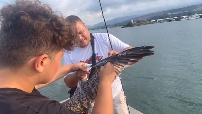 Balık için olta attı! Oltaya balık değil martı takıldı!