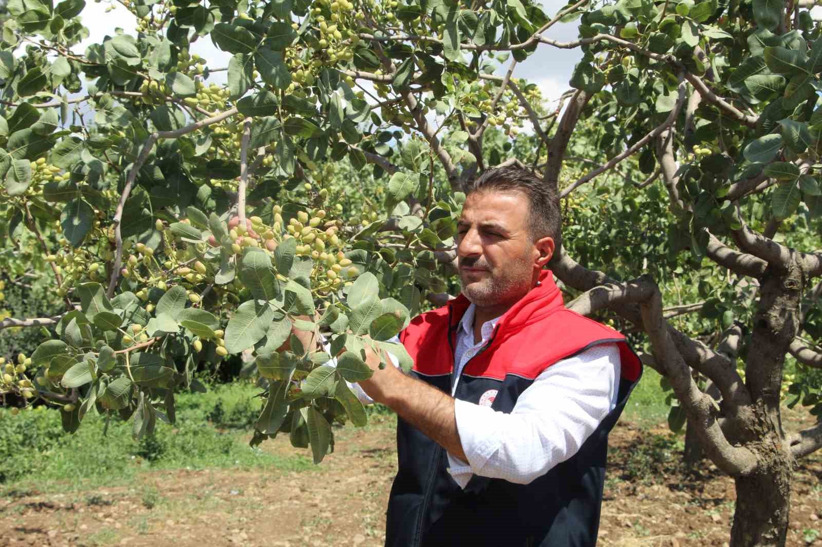 Şırnak’ta terörün arındırıldığı yerler fıstık bahçeleriyle yeniden hayat buluyor