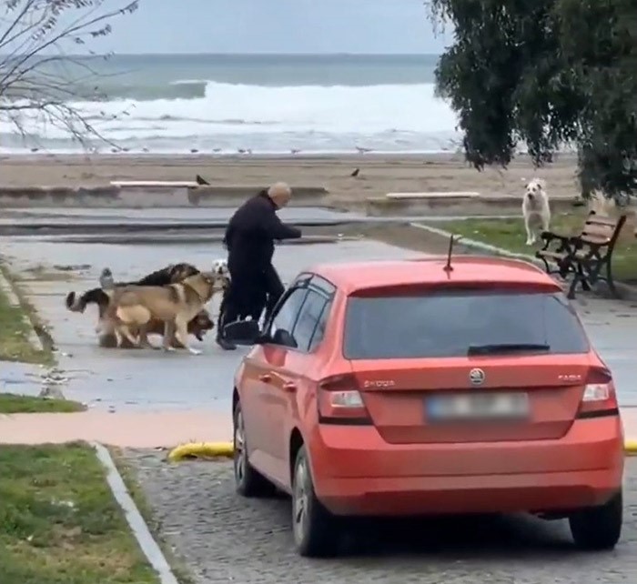Yürüyüşe çıkan vatandaşa 10 köpeğin saldırdığı o korkunç görüntüler ortaya çıktı!