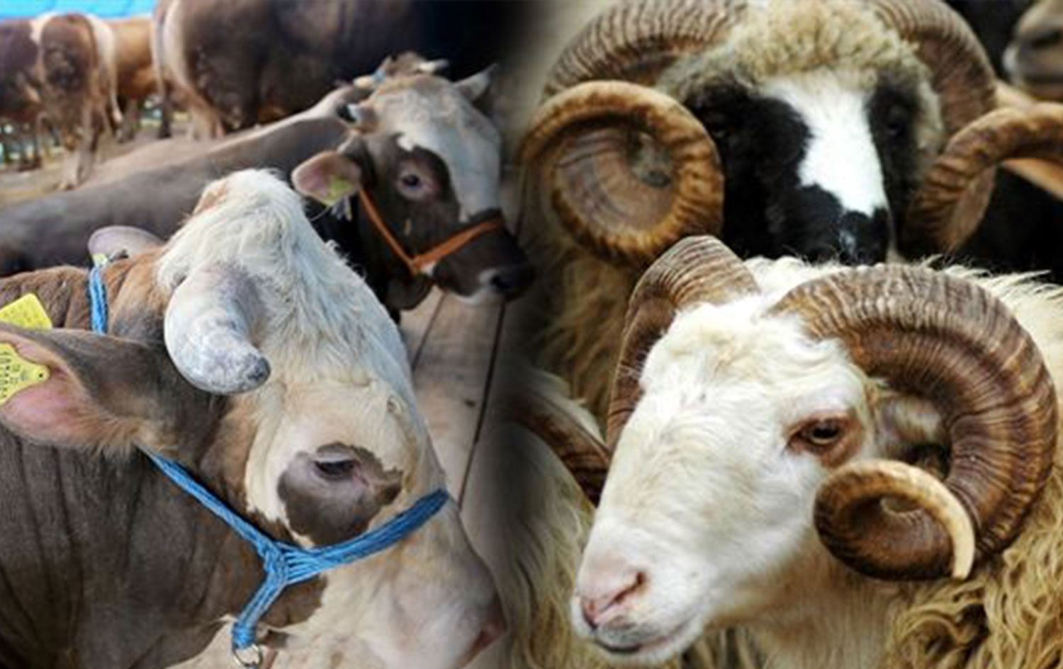 Kasaplar büyükbaş, küçük baş hayvanı kaça kesiyor? Kurbanı detaylı parçalama kaç TL