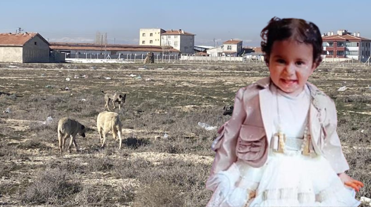 Başıboş köpek terörünü kim önleyecek? Rana'nın 10 sokak köpeği tarafından öldürülmesi sonrası vatandaşlar isyan etti